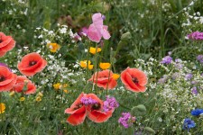 Wildflowers in Tanglewood