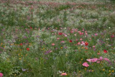 Wildflowers in Tanglewood