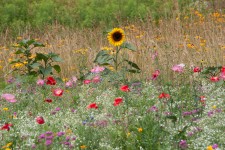 Wildflowers in Tanglewood