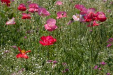 Wildflowers in Tanglewood