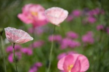 Wildflowers in Tanglewood