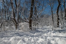 Central Park after a snowstorm