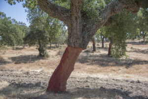 Cork Tree.