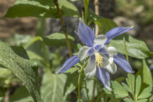 A beautiful Rocky Mountain Columbine (I know it as Aquiegia caerlea :) )