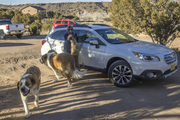 A visit at the cabinet maker with his 3 San Bernardino dogs plus two Huskies.