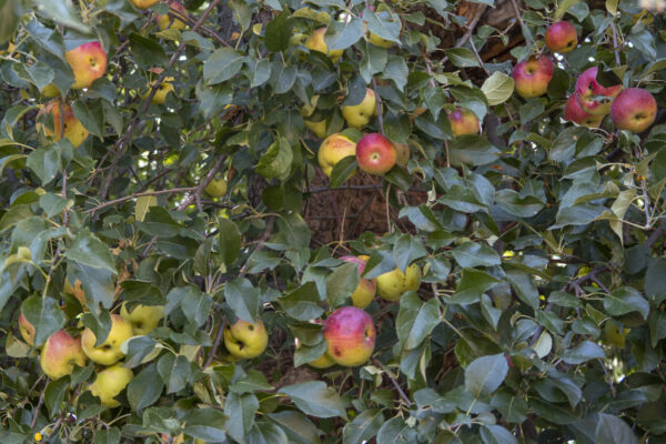 Those apples were as good as the ones in paradise.