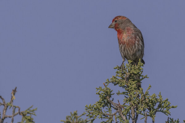 The House Finch was around for months.