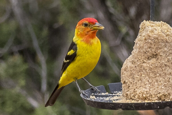 A Western Tanager visited us for a few days.