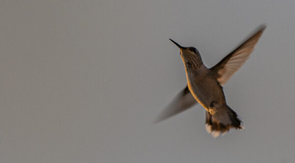 Hummingbird - I "counted" beats between 70 - 120/seconds. They fly forward, backwards and hover.