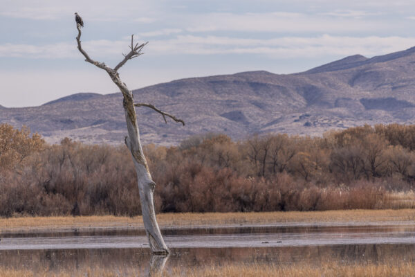 A ferruginous hawk overlooking the refuge.