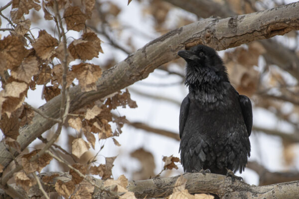 Chihuahuan raven sits comfortably on a branch.