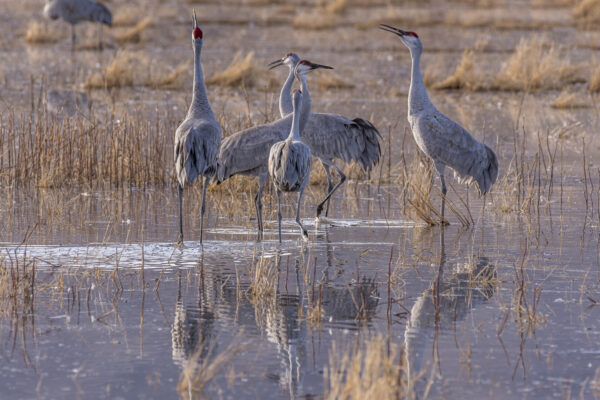 Sandhill cranes with their loud, rattling bugle calls.