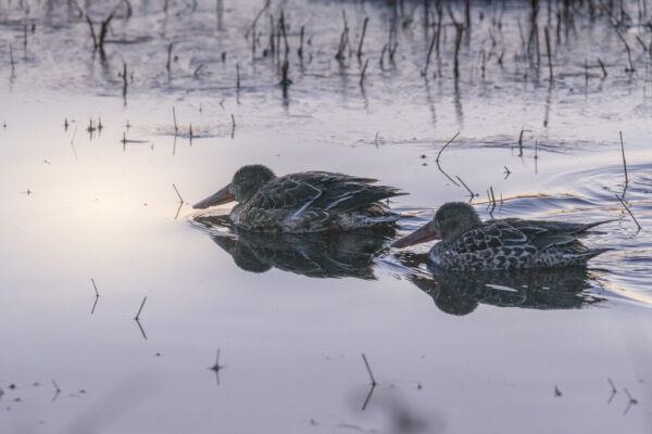 Duck, northern shoveler.