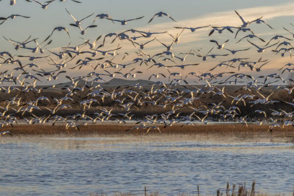 Snow geese.