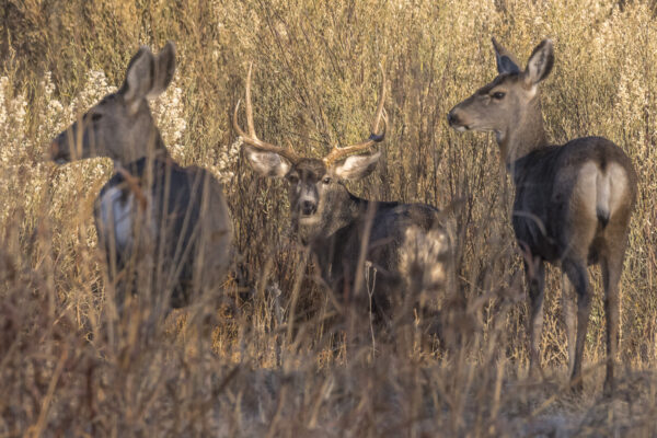 Mule deer.