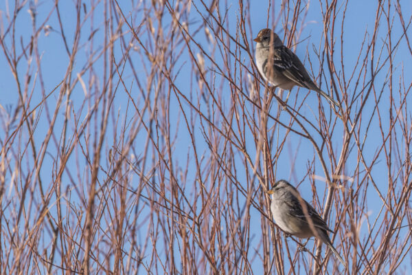 Chipping sparrow.