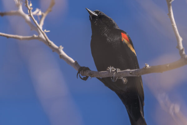 Red-winged blackbird.