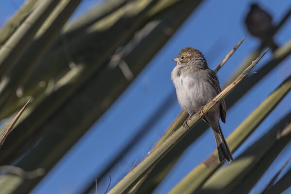 Brewer's sparrow.