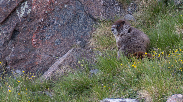 Marmot close to the Peak.