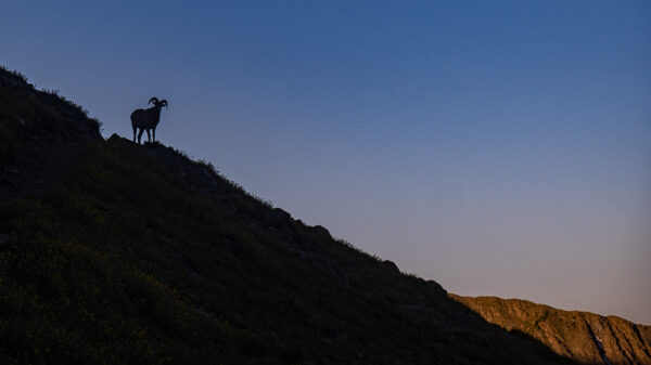 This Bighorn Sheep was watching me for the longest time without a move.