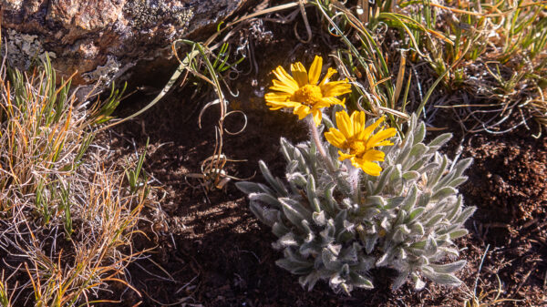 There are so many wildflowers here in so many different colors.