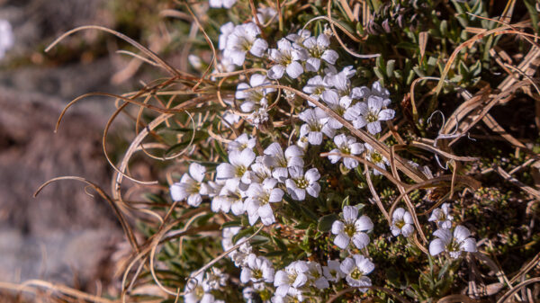 Those tender flowers survive nasty weather conditions. It is amazing.