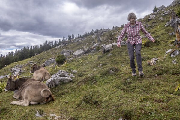 Cindy in a hurry to pass the cows