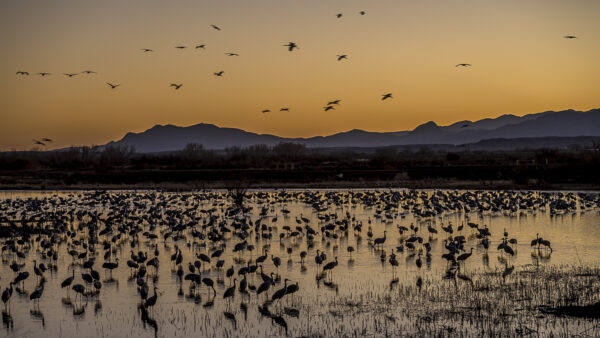 Evening atmosphere in the wildlife refuge.