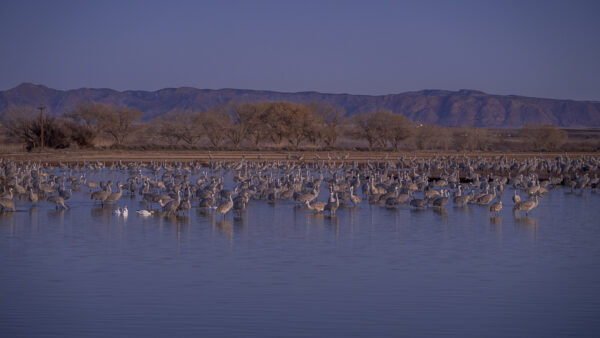 It is getting dark, the sun is down, and the birds walk into the water for protection during the night.