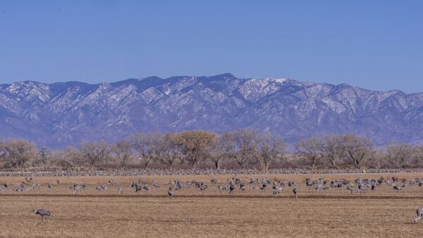 Everything is quiet. The cranes are busy in the corn field.