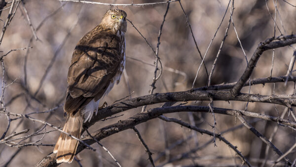 This hawk blends nicely into the surroundings. Sitting there, watching what is going on until they see their prey.