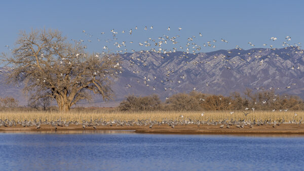 It is just a wonderful picture to watch them flying in circles, back and force.