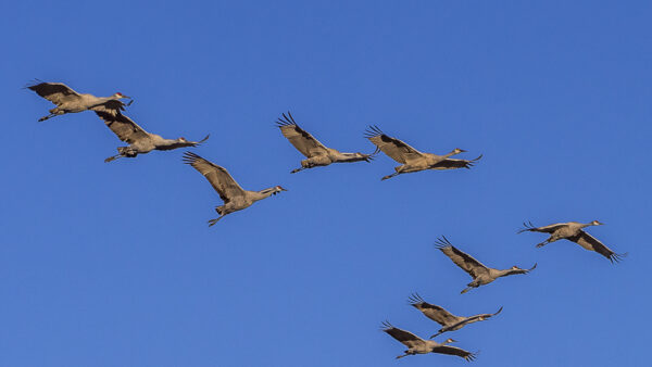 They fly in formation and all at the same speed.