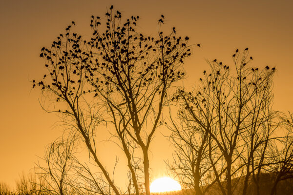 The early morning sun paints the landscape in gold.