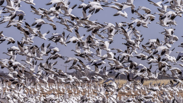 Have you ever wondered how they can be so close and don't collide? To do this, they call each other to let other birds know where they are; a collision of wings flapping at a high rate could break one or both birds' wings, causing them to fall out of the sky to almost certain death.