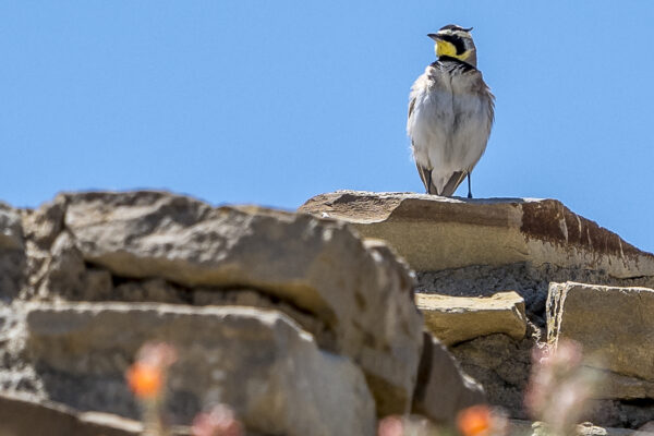 Horned Lark