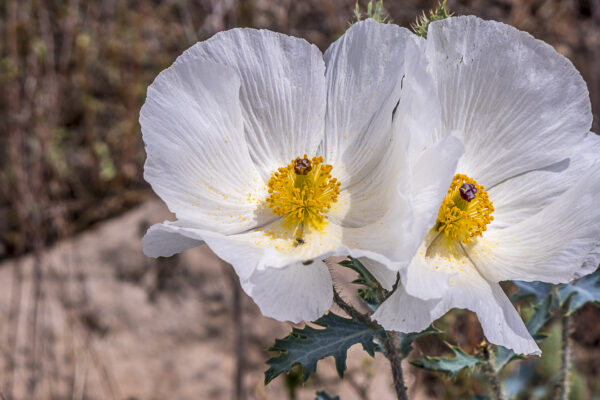 Southwestern Prickly Poppy