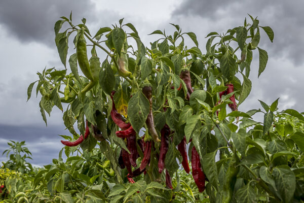 Click Image to View Slideshow