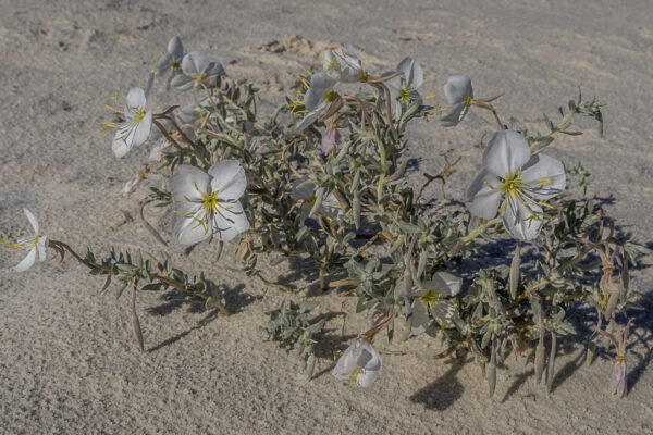 Beautiful flowers under tough conditions 