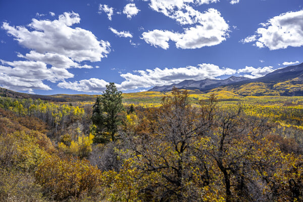 A huge blanket of Aspen trees